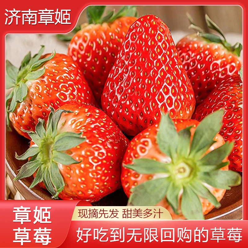 济南章姬奶油草莓鲜红饱满新鲜现摘奶油大草莓红颜草莓礼盒装