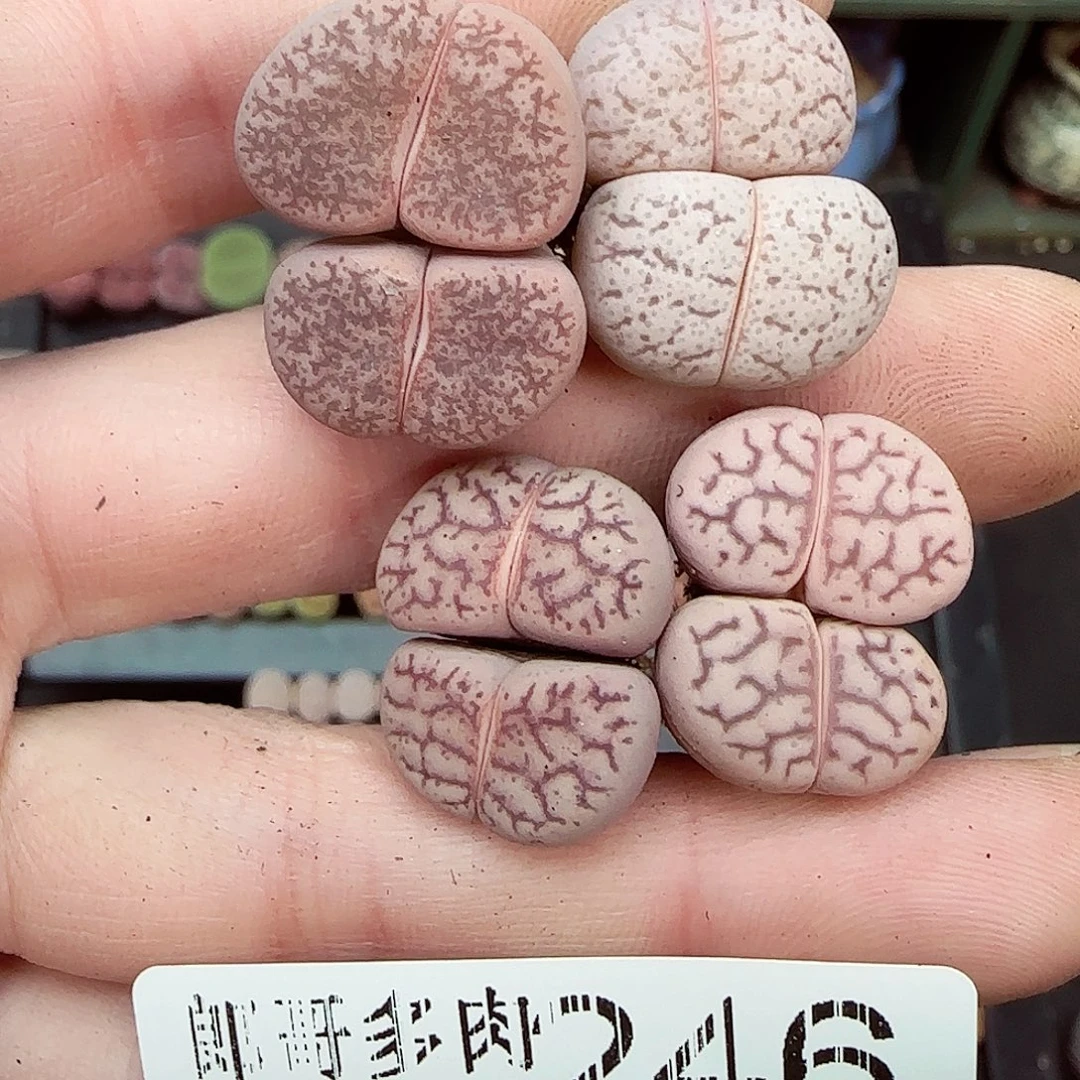 满满18包邮1127-246