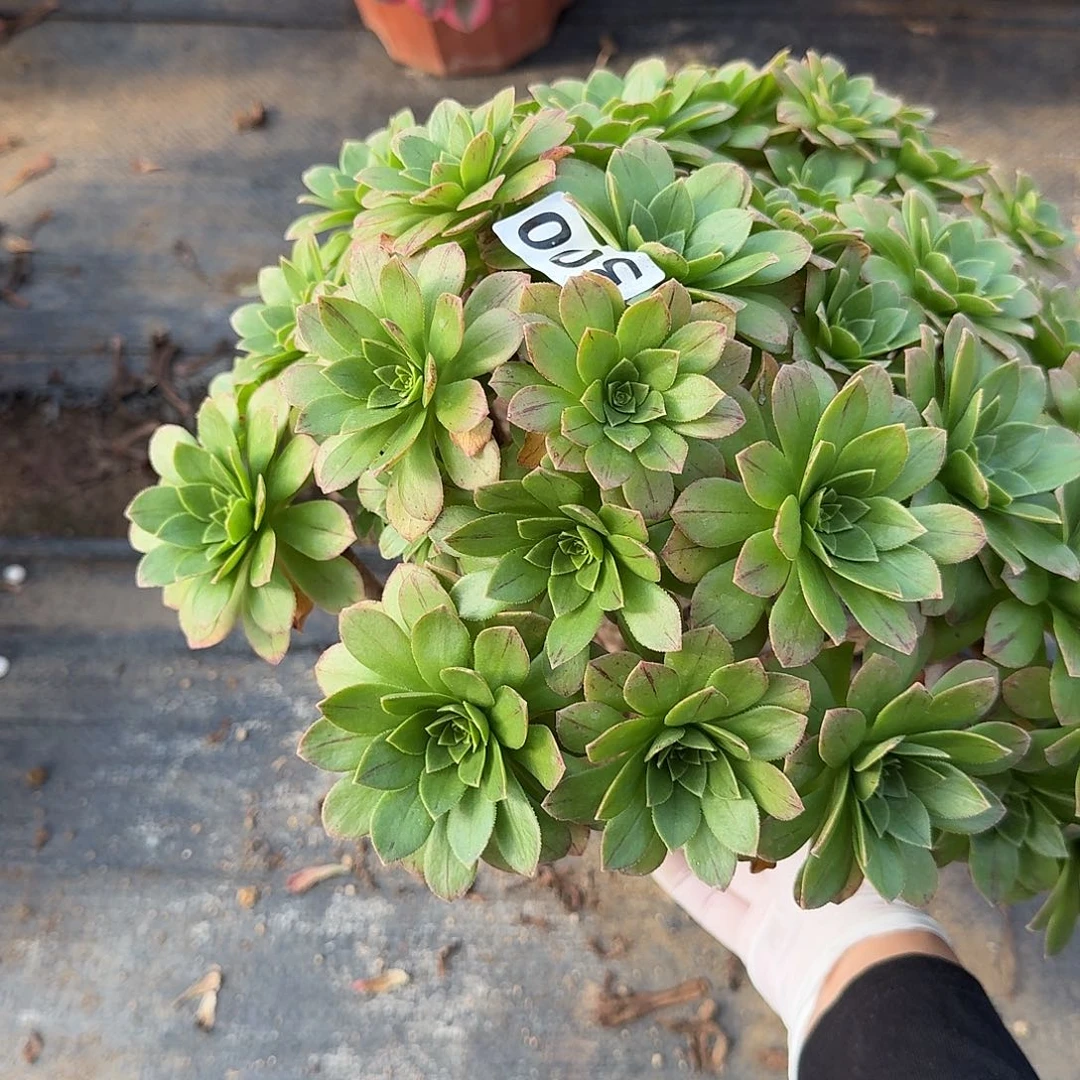 多肉植物小精灵300