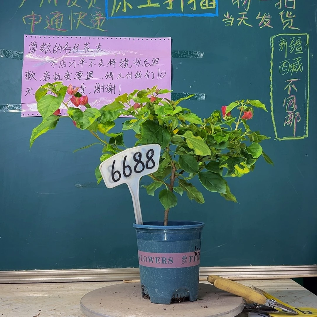 当前无花栽培后可以开花  福利  红九月  6688