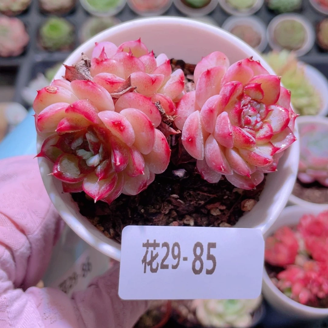 花利美29-85天鹅绒