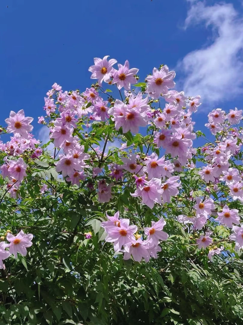 【粉色树大丽】进口大丽花种球花卉送肥料