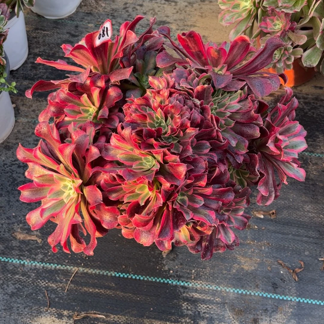 681多肉植物美杜莎缀化