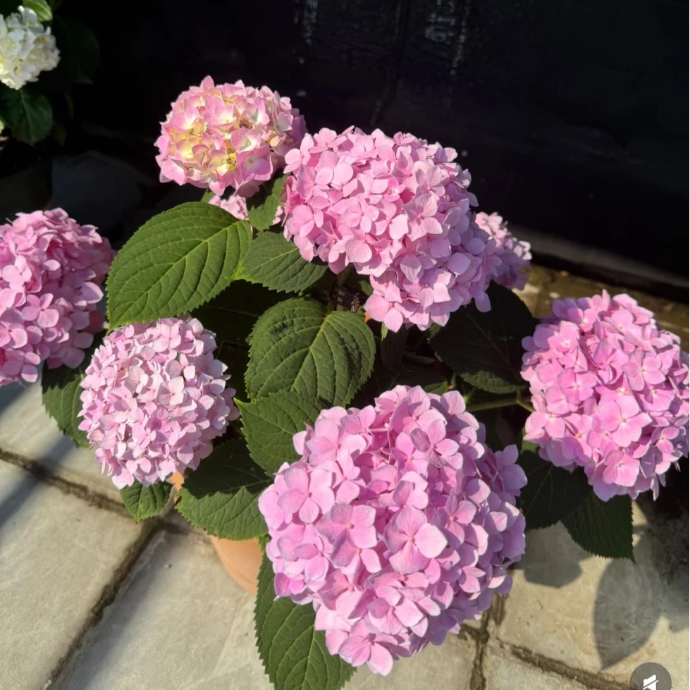 【缤纷甄选】精品绣球苗120规格到手十盆绿植粉色