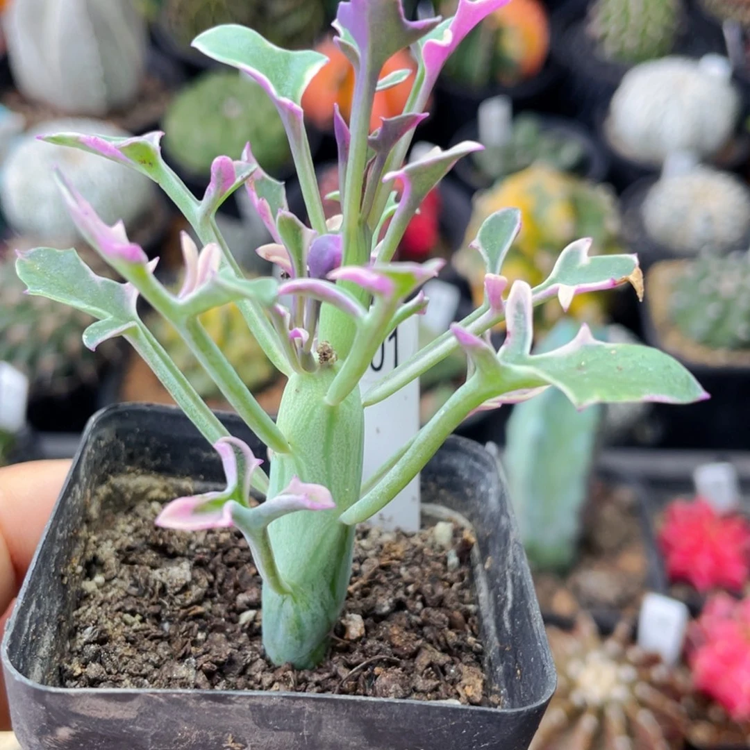 仙人球满28包邮盆口径5公分七宝树锦