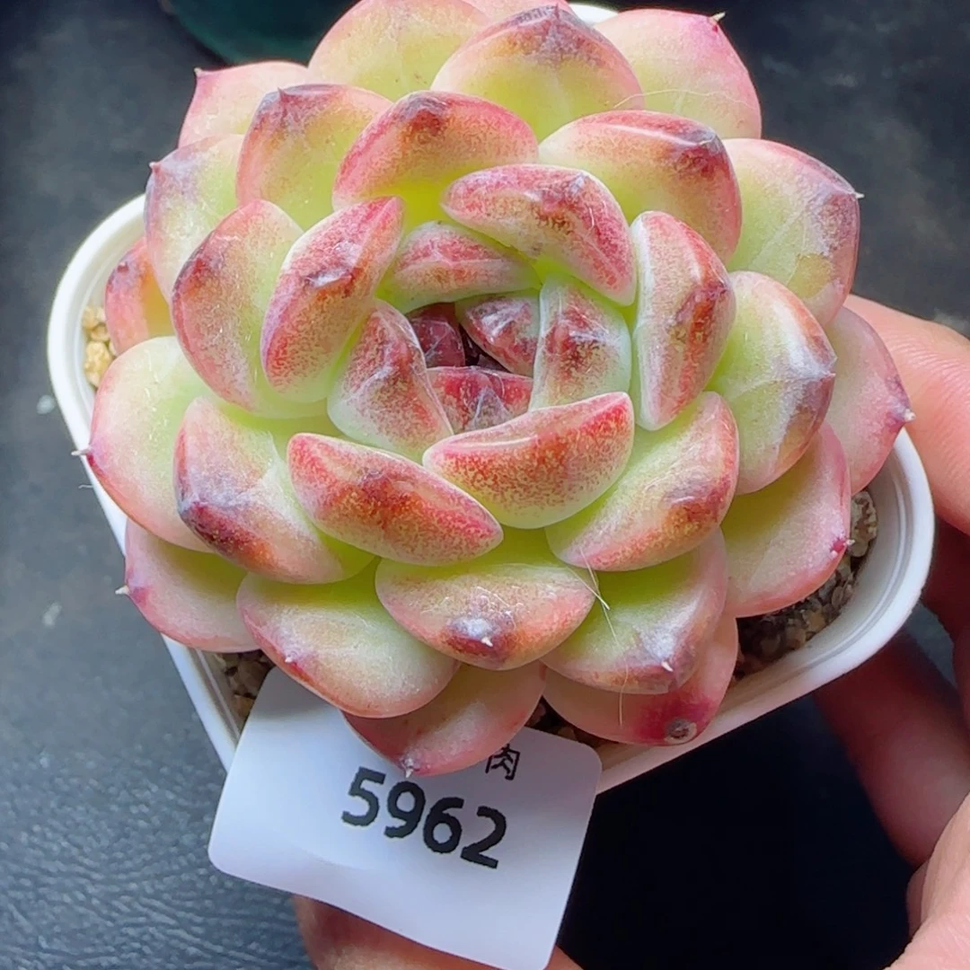 黑果糖，5962多肉植物