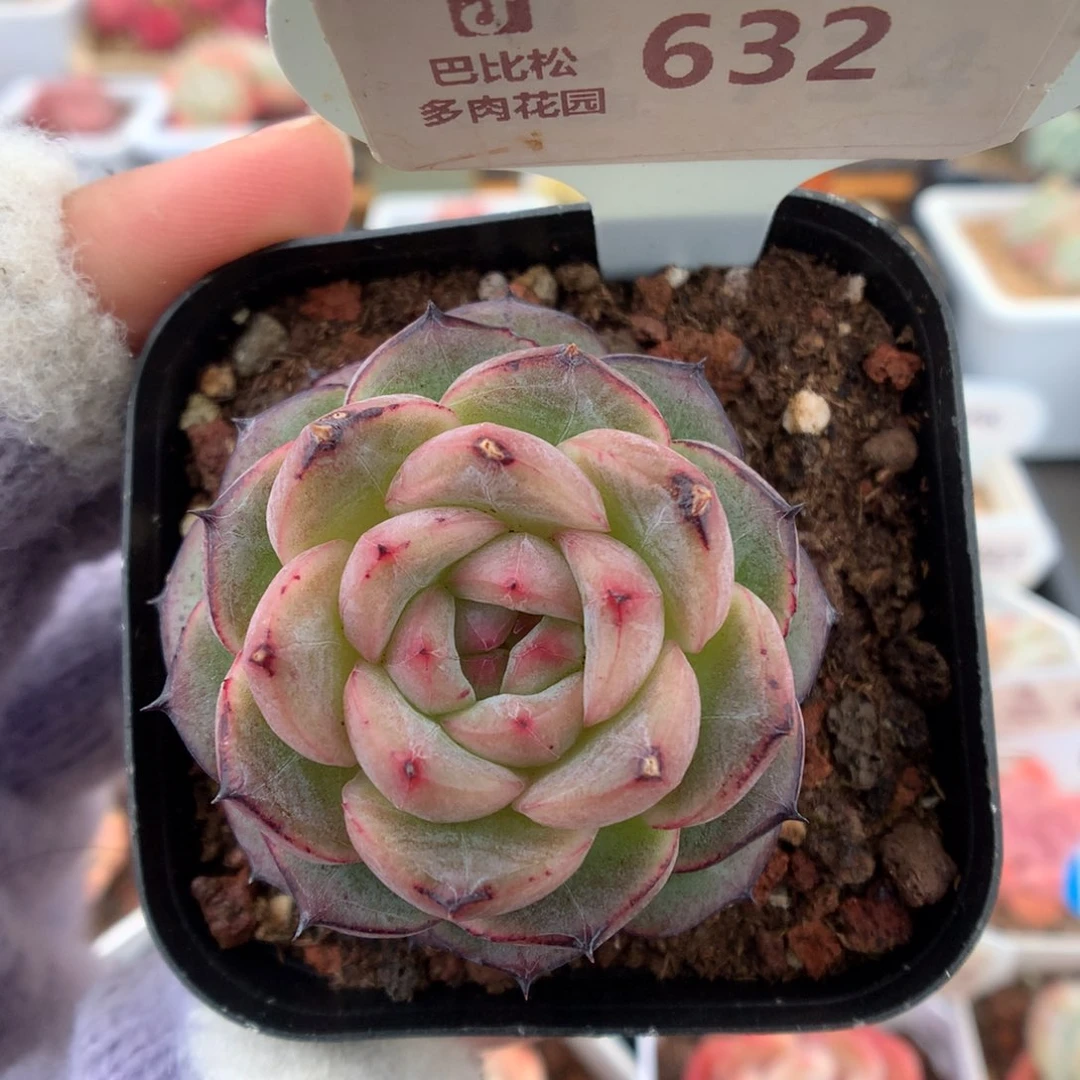 632熊猫珍妮多肉植物