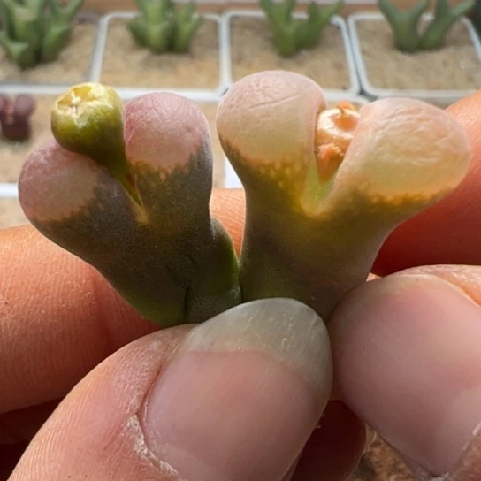 编号丢失美风铃两颗275。