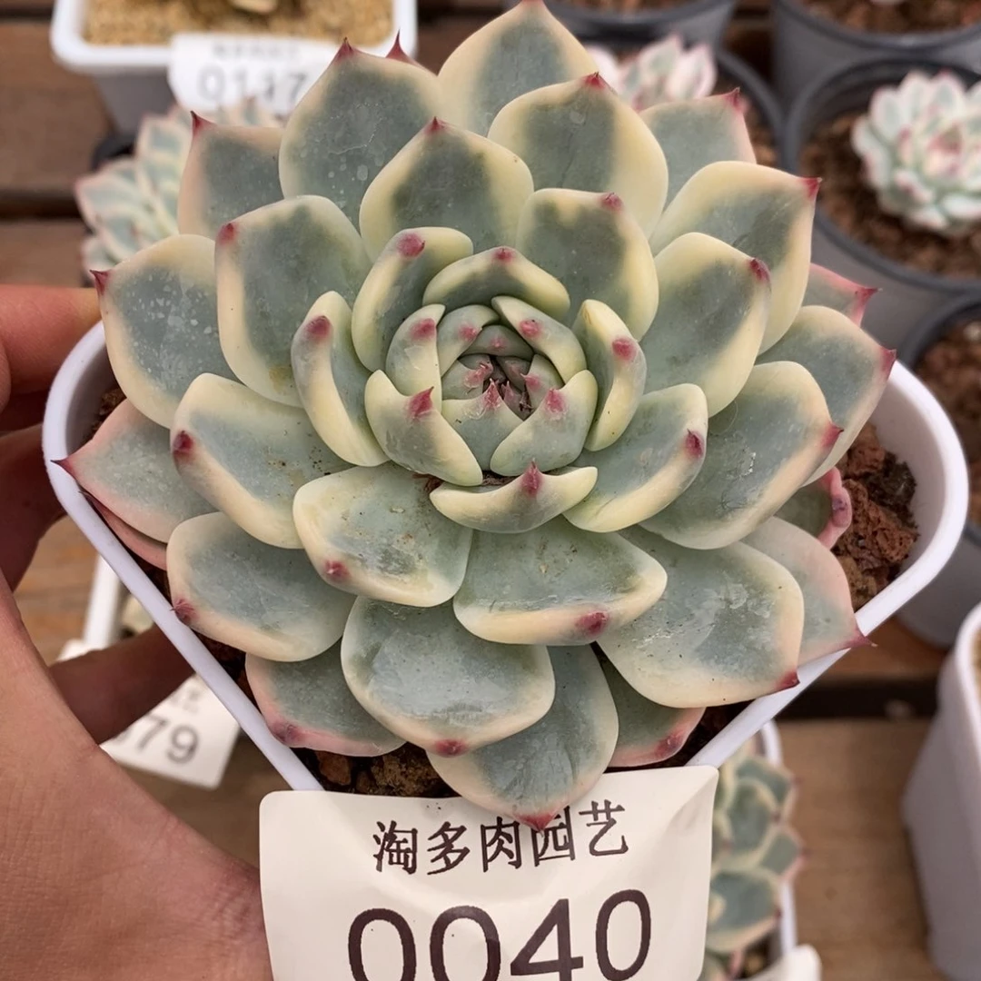 吉娃娃锦多肉植物0040