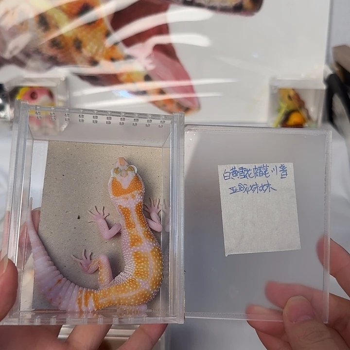 豹纹守宫白黄雪花蜡笔川普，亚成妹妹