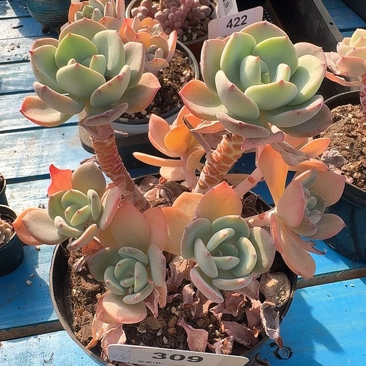 白月光多肉植物309