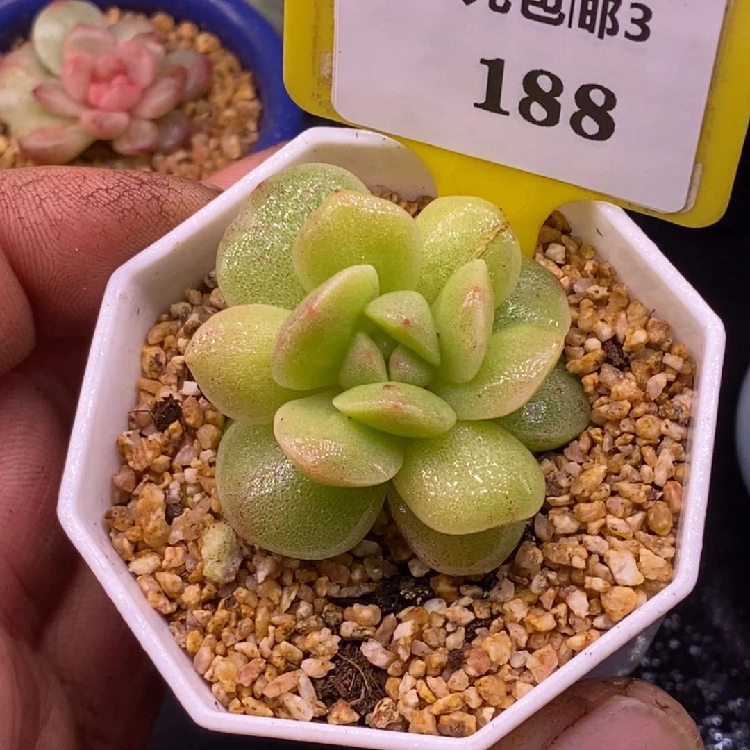 3188冰玉锦单头福利