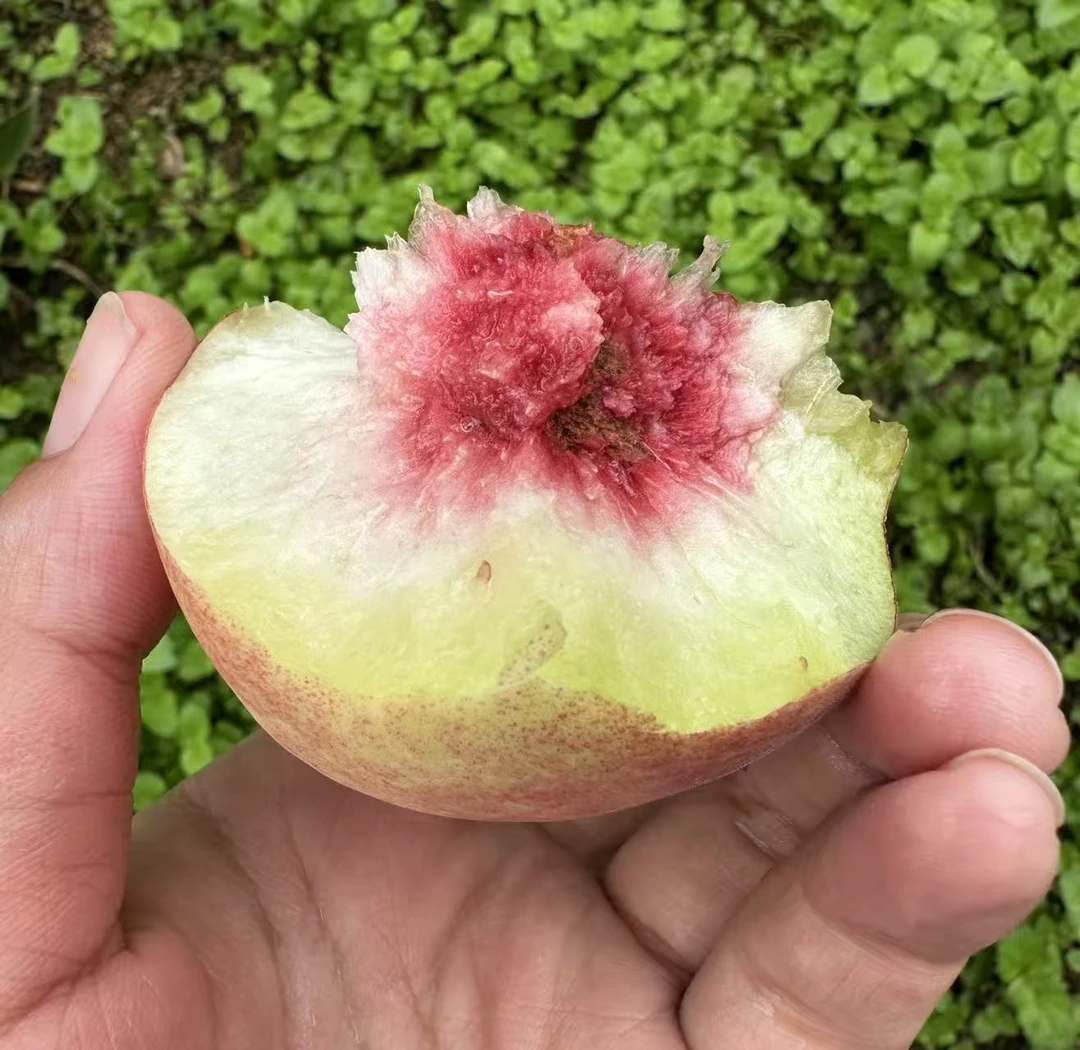 【小朱】沂蒙山秋冬桃果园现摘甜脆