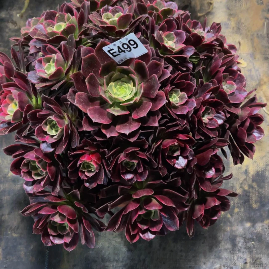 【闪购商品】49900