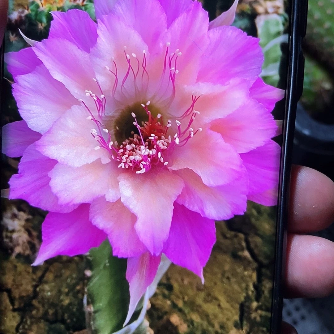 丽 极光 /侧芽歪20包邮/4—5公分