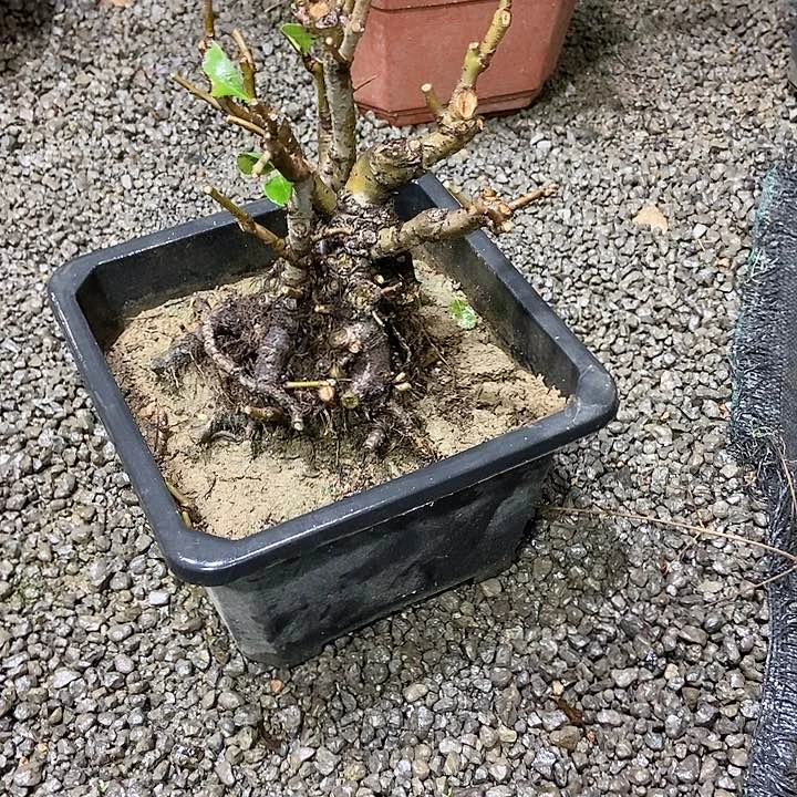 完全开放方*开花