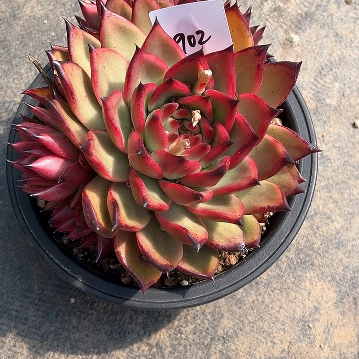 蔷**院902//////////////