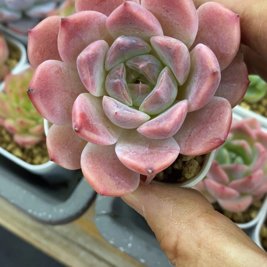 精品多肉一物一拍不包整55