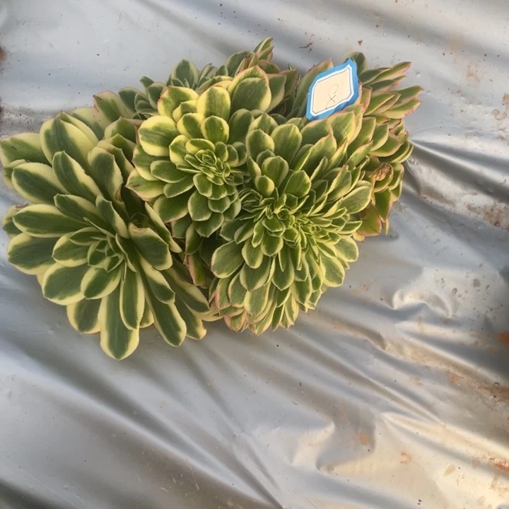 迈巴赫朵朵缀化法师锦锦