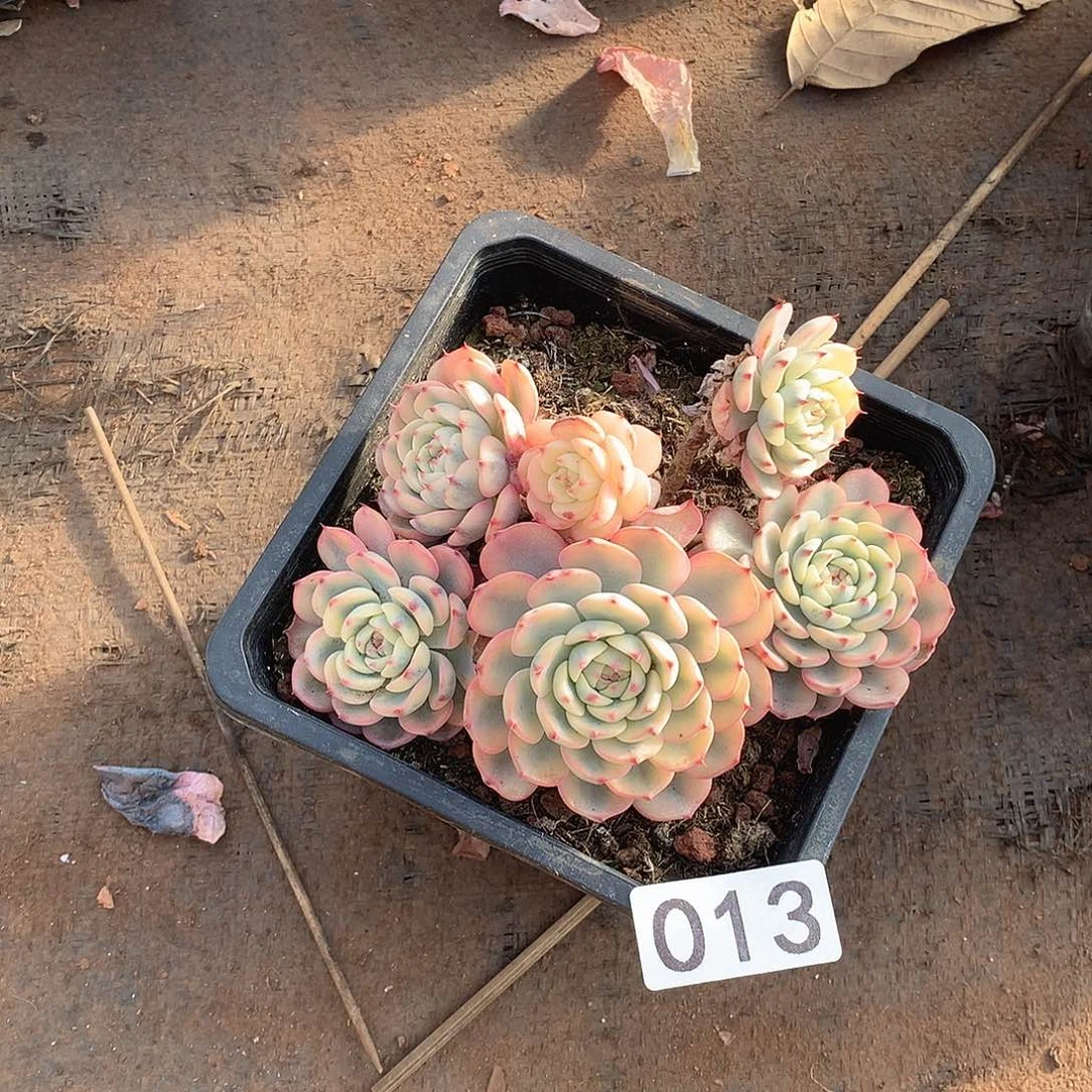 013姬莲锦一物一拍多肉