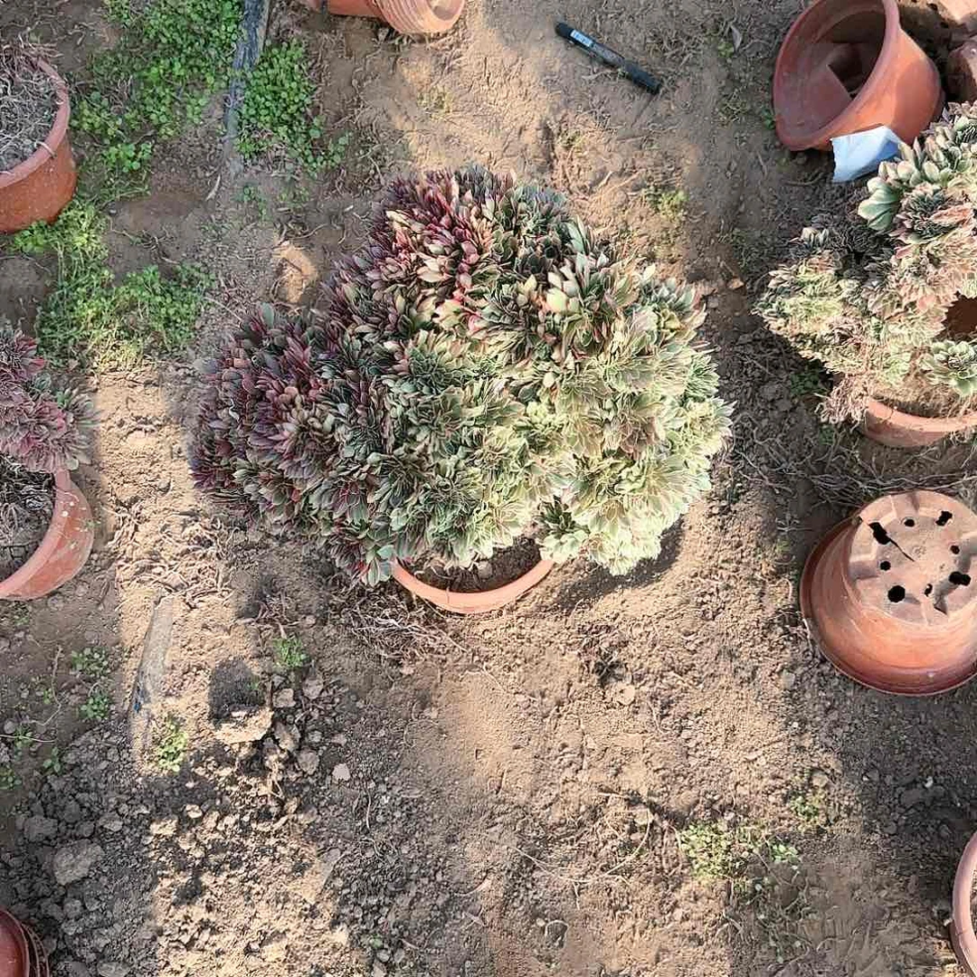 函***6缀话脱土发货缀话