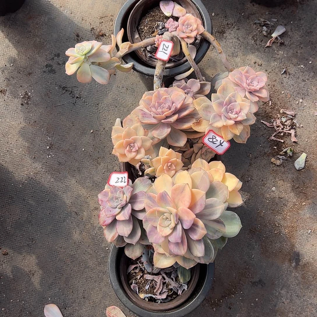 红***H221和 824和 222三颗一起