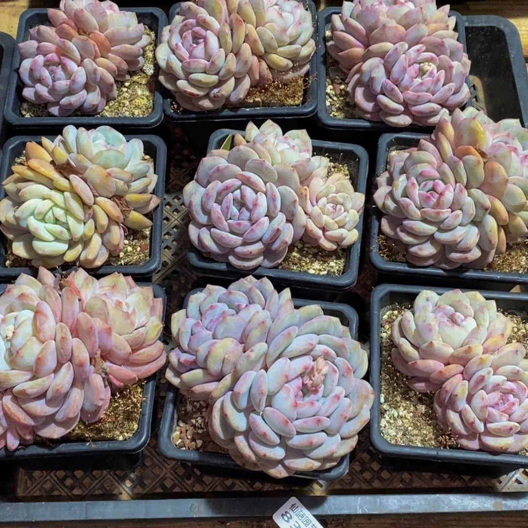 三*832多人在一起的时候就