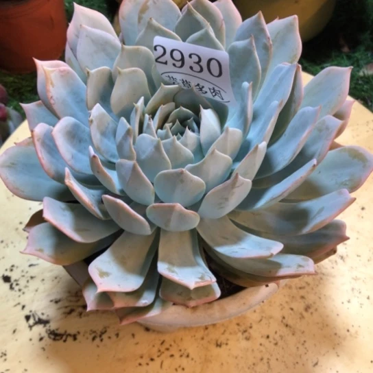 薄叶蓝鸟，2930，一物一拍