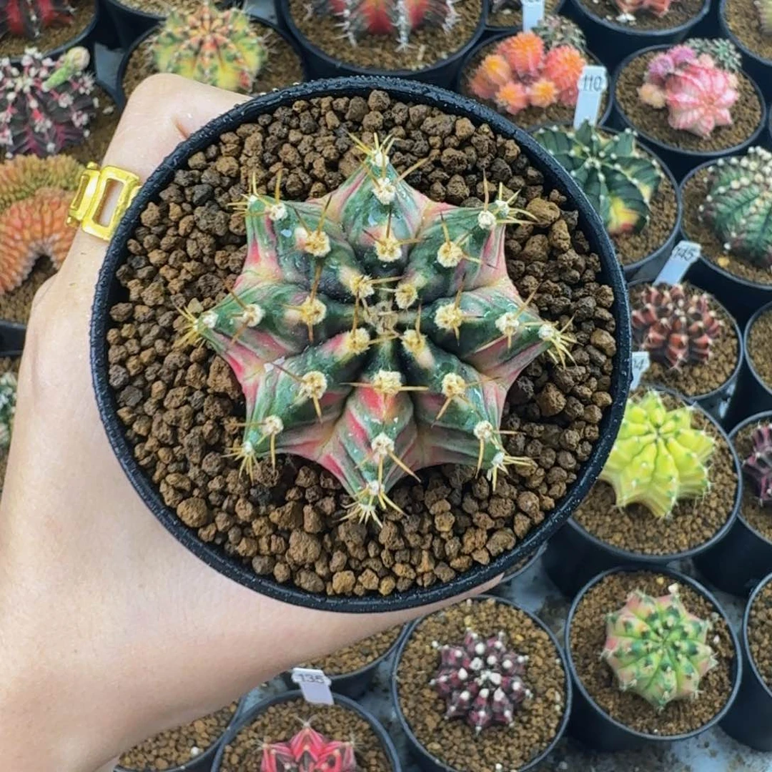 花炸弹0000000000203