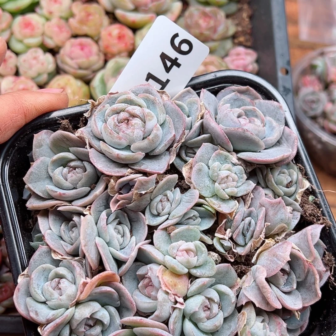 多肉植物多肉植物