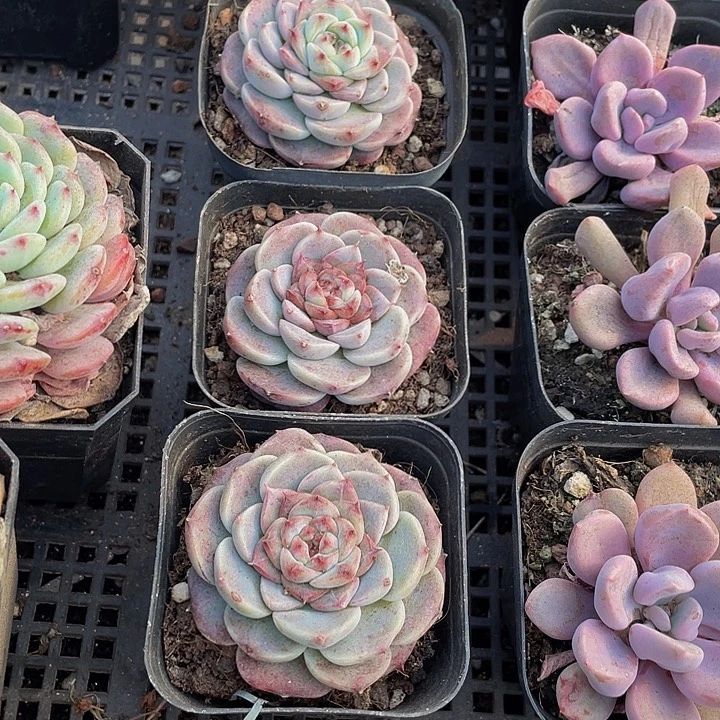 天鹅绒带盆土发过