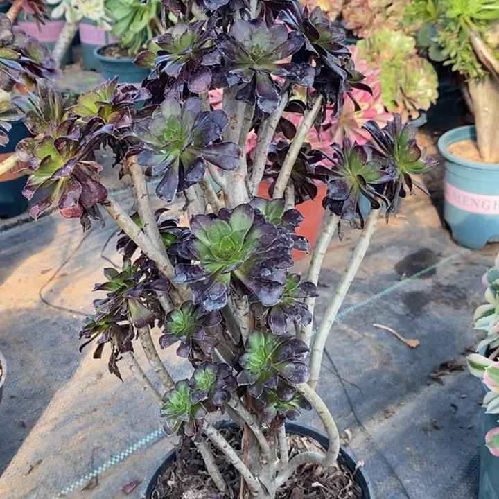 黑法多肉植物011。