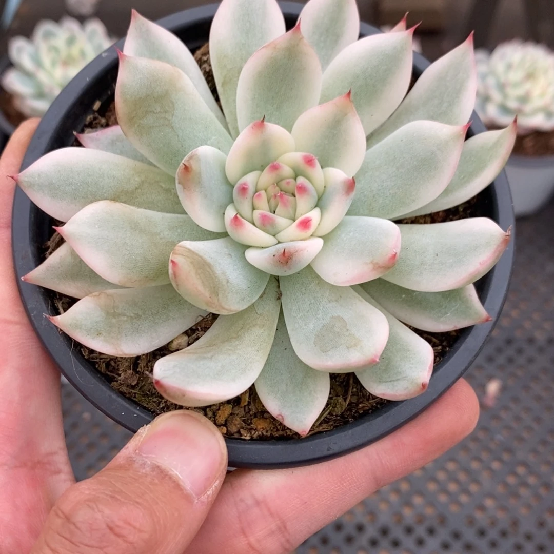吉娃娃锦多肉植物A058