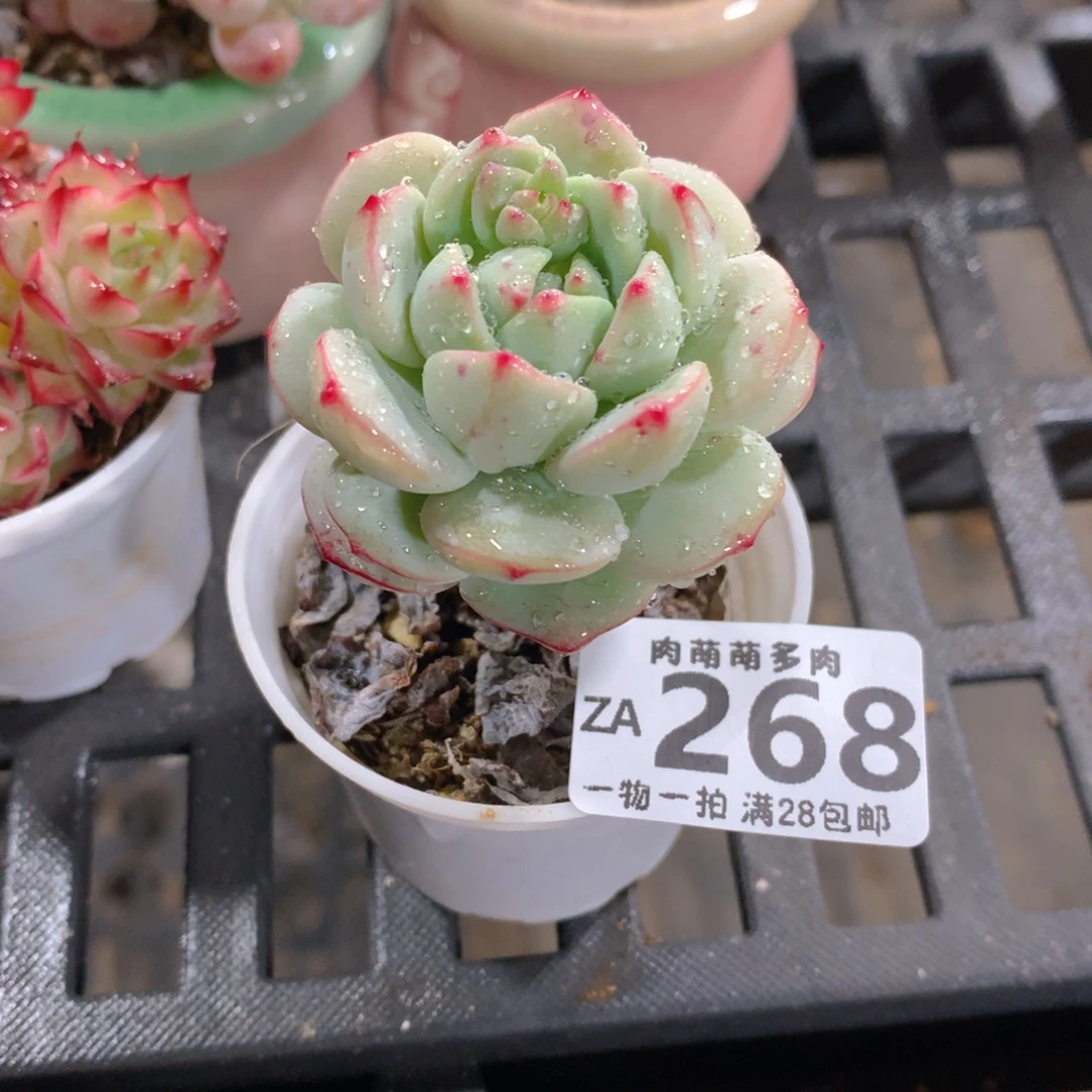 肉萌萌拇指盆精控多肉ZA268