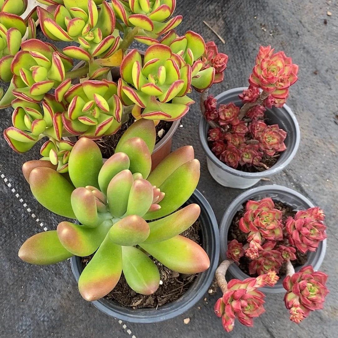 捕****灰4盆多肉植物