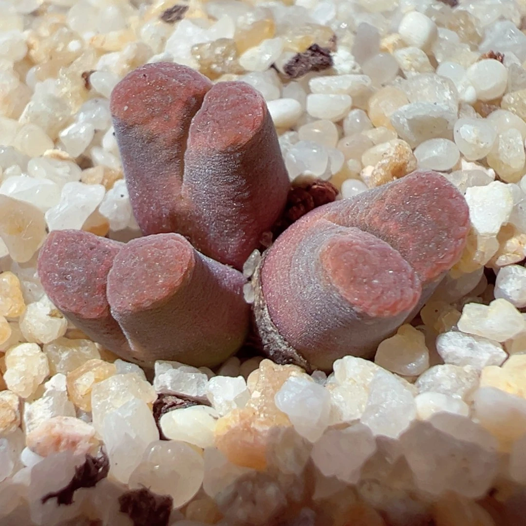 718-855多肉多肉风铃群