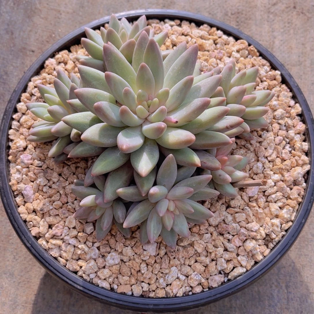 多肉植物多肉植物