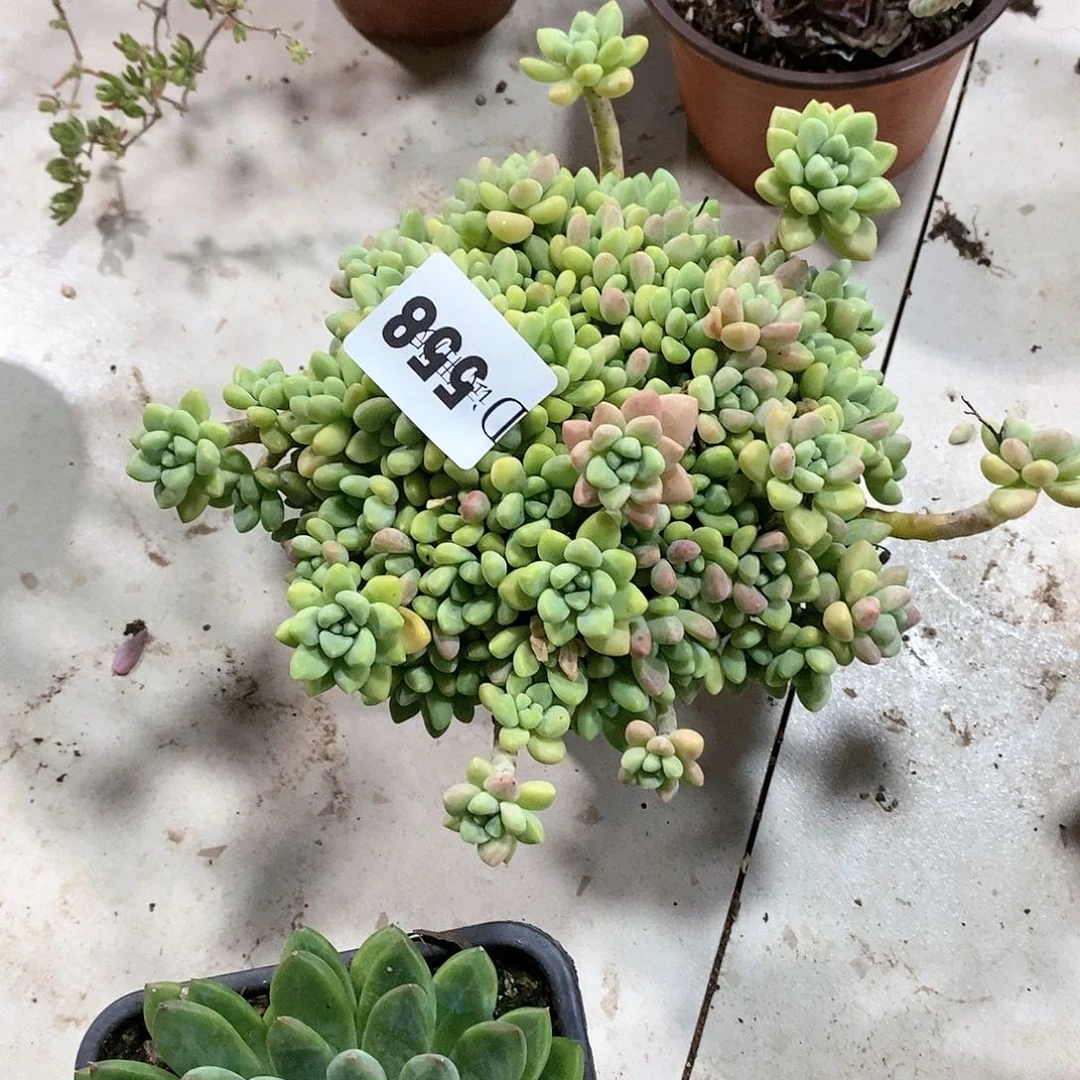 一****鱼558奶酪蛋糕多肉植物