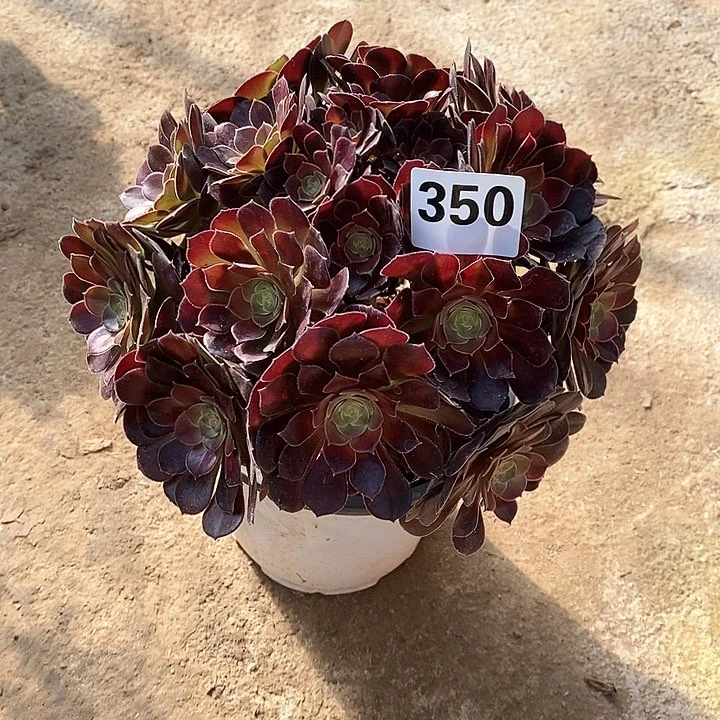 法师植物，12345678