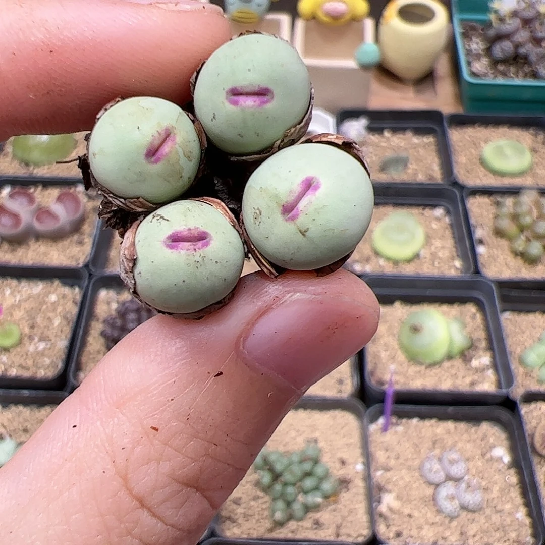 【闪购商品】241 福利