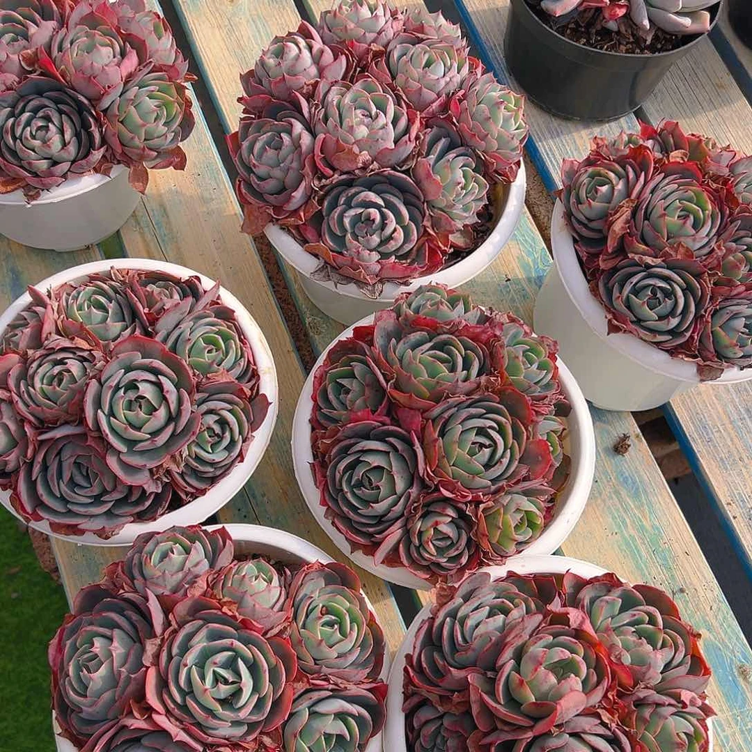 阿美星，满18包邮