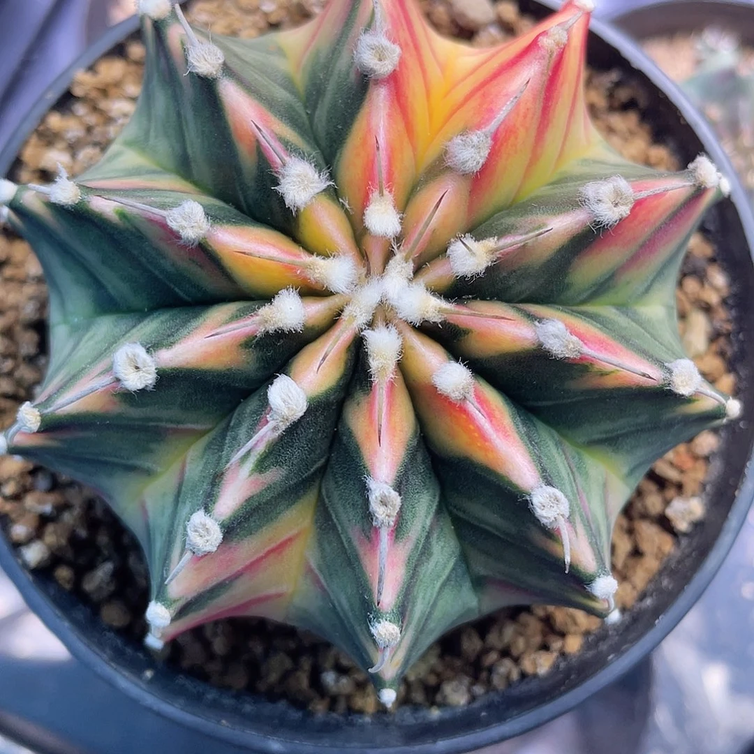 1-194肋骨锦7.5厘米