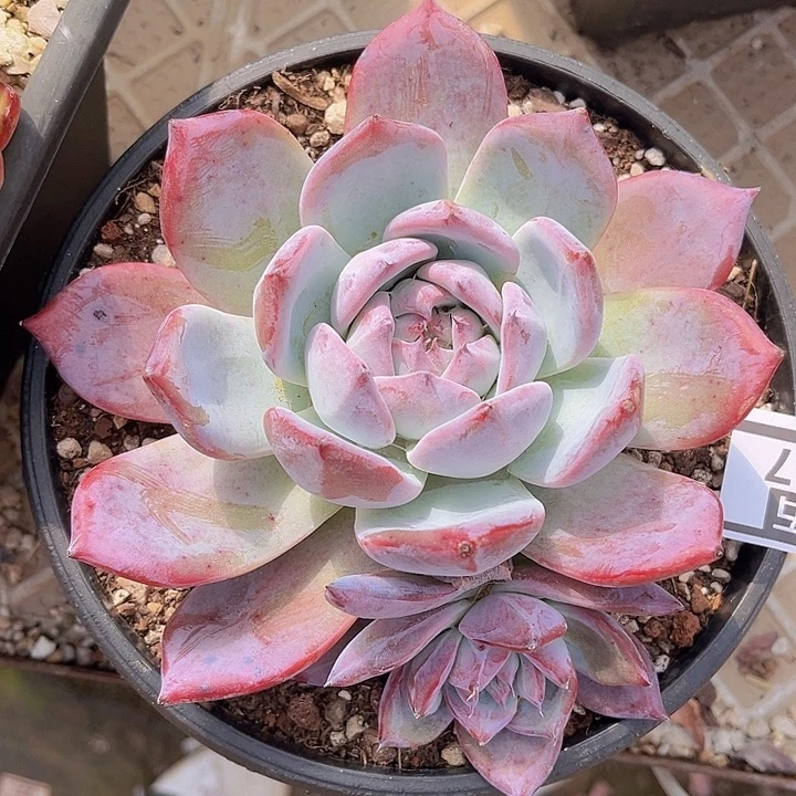 黑卡1467多肉植物