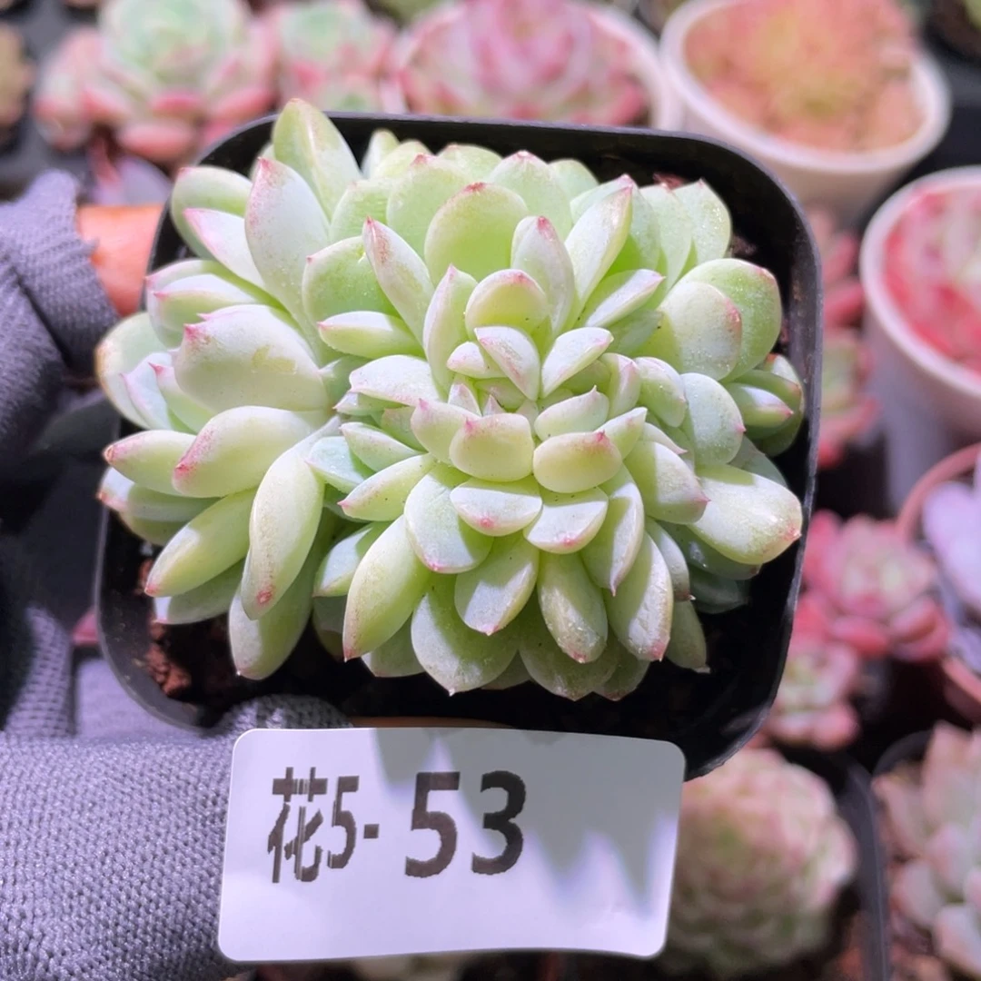 花利美 5-53新品缀化