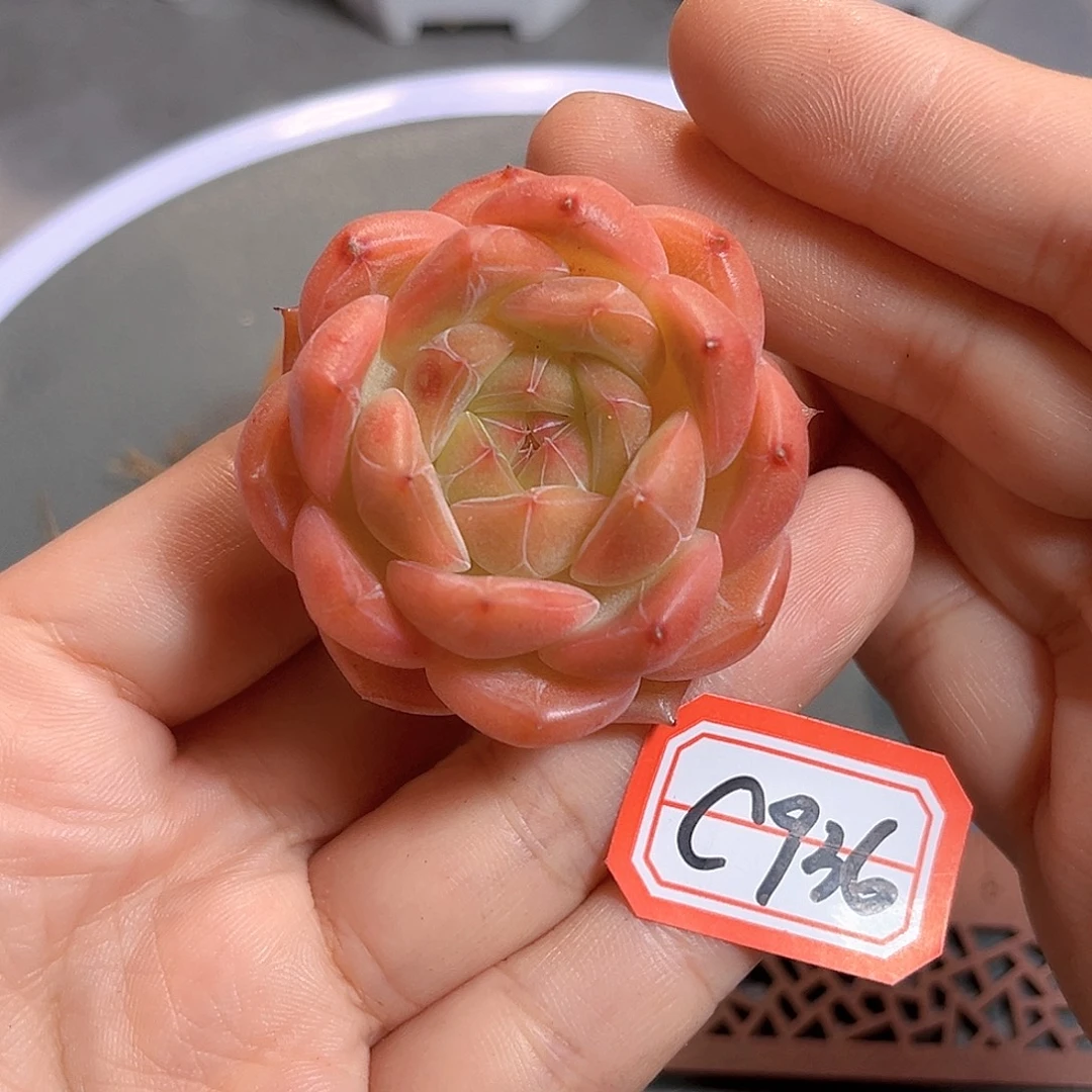 C936 一物一拍 珍妮精选