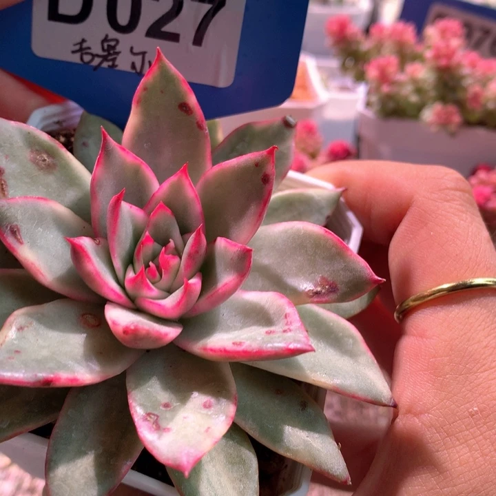 吉赛尔覆轮锦有根