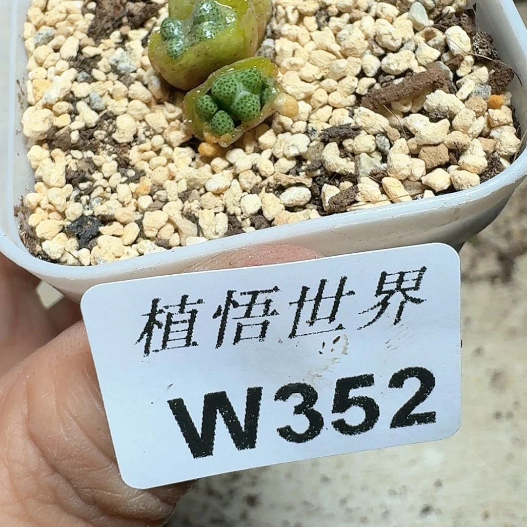 352号多肉植物哇f f