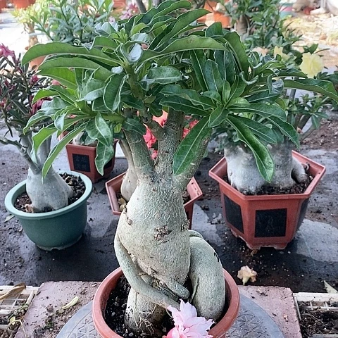 【闪购商品】无花朵石***_