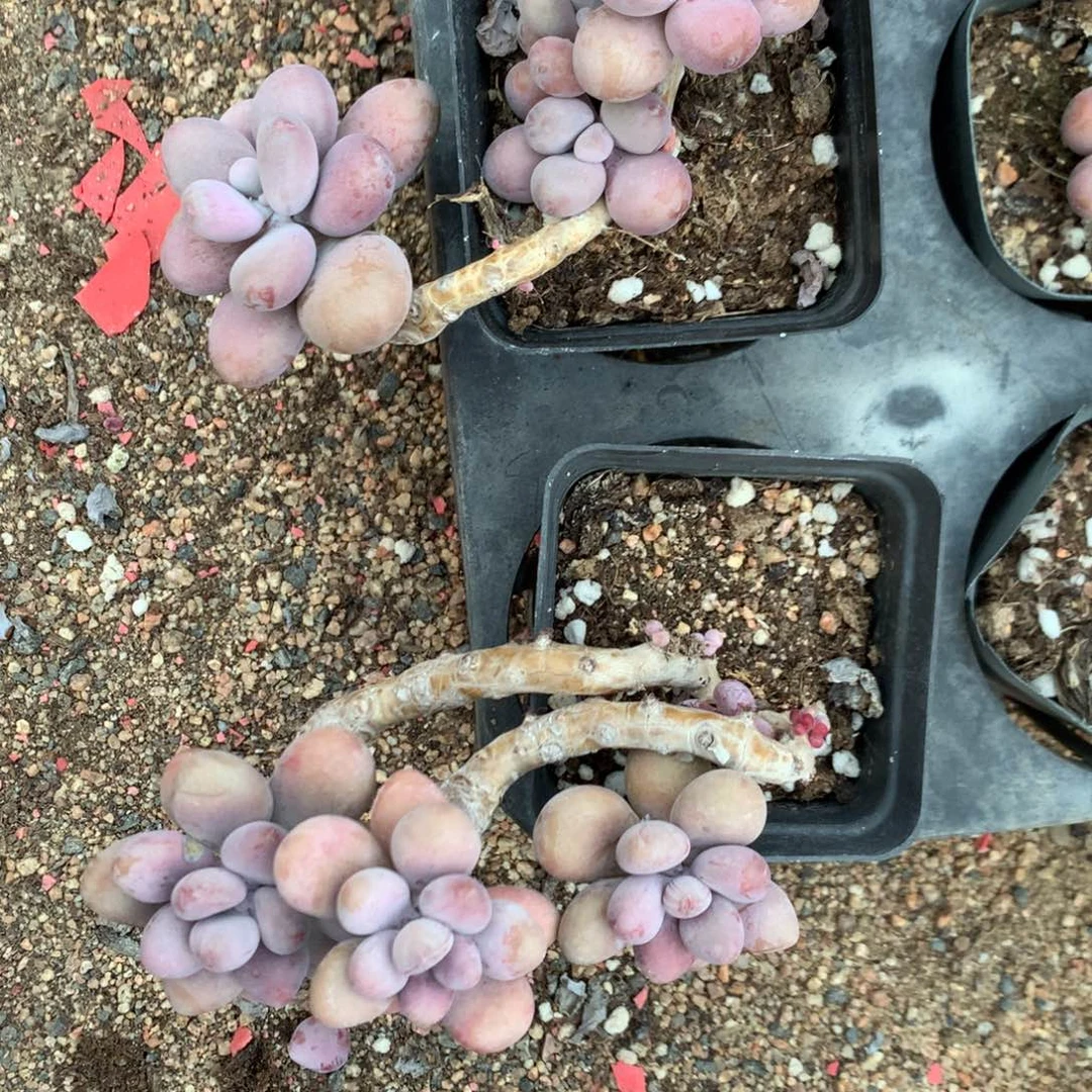 桃蛋老桩两颗不带盆19号