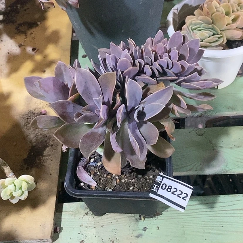 【闪购商品】小****太妃糖缀08222多肉